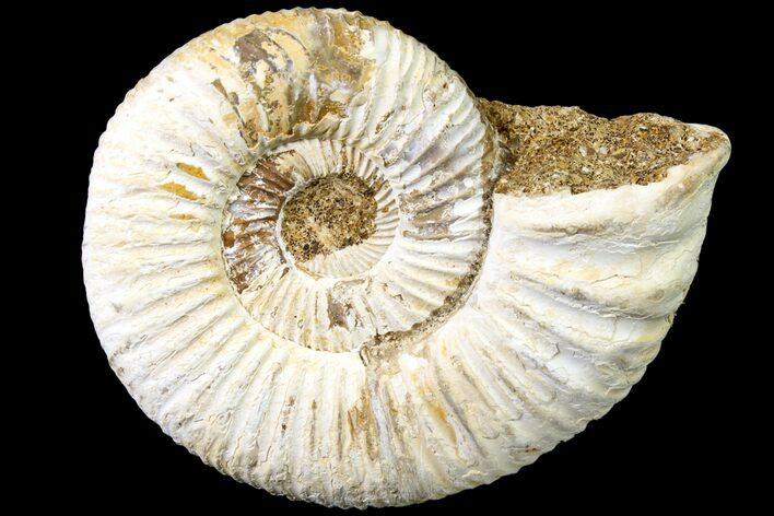 Jurassic Ammonite (Perisphinctes) Fossil - Madagascar #161752